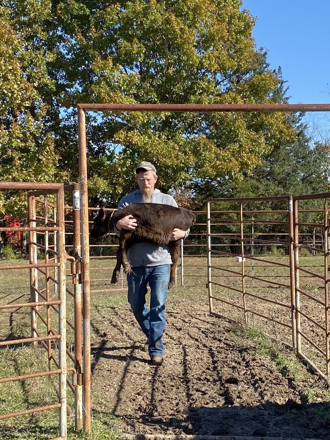 Addy as a Calf at C-Ewe Farmstead