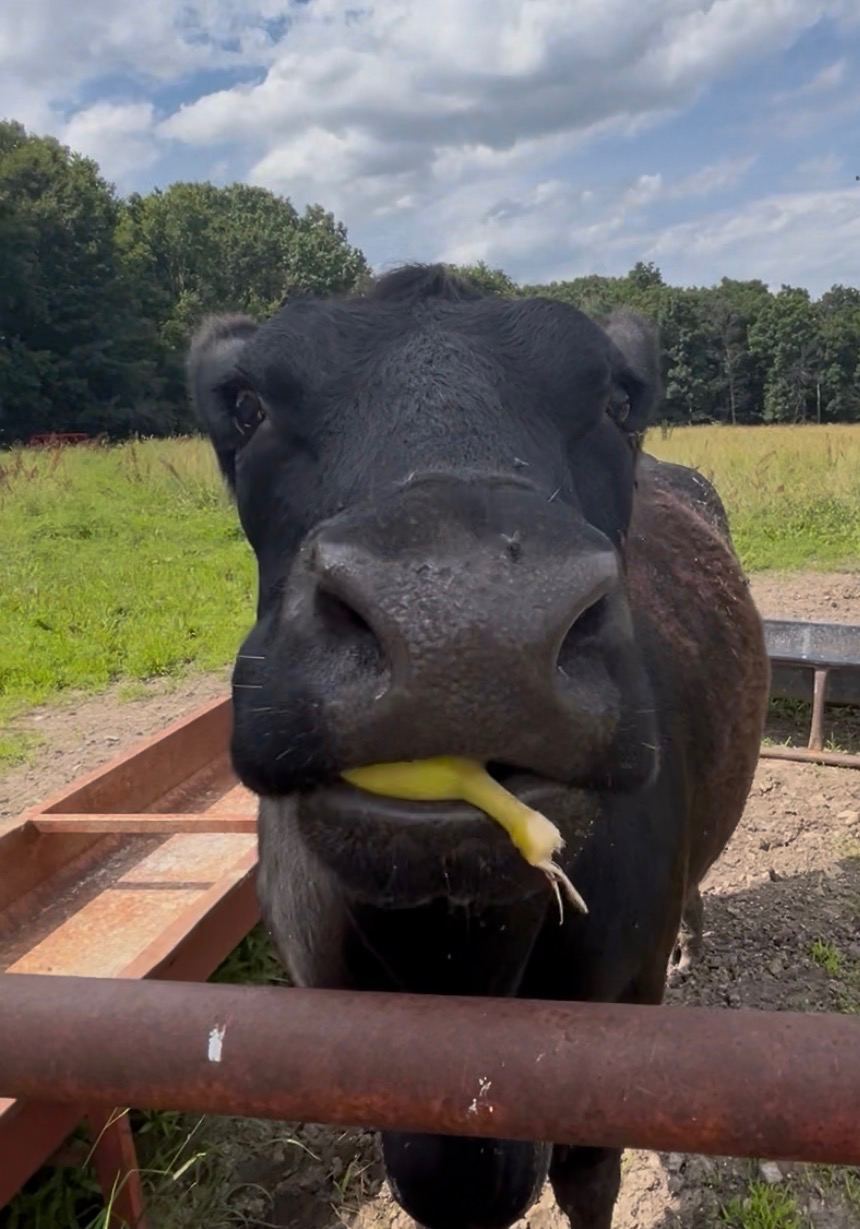 Addy's Treat at C-Ewe Farmstead