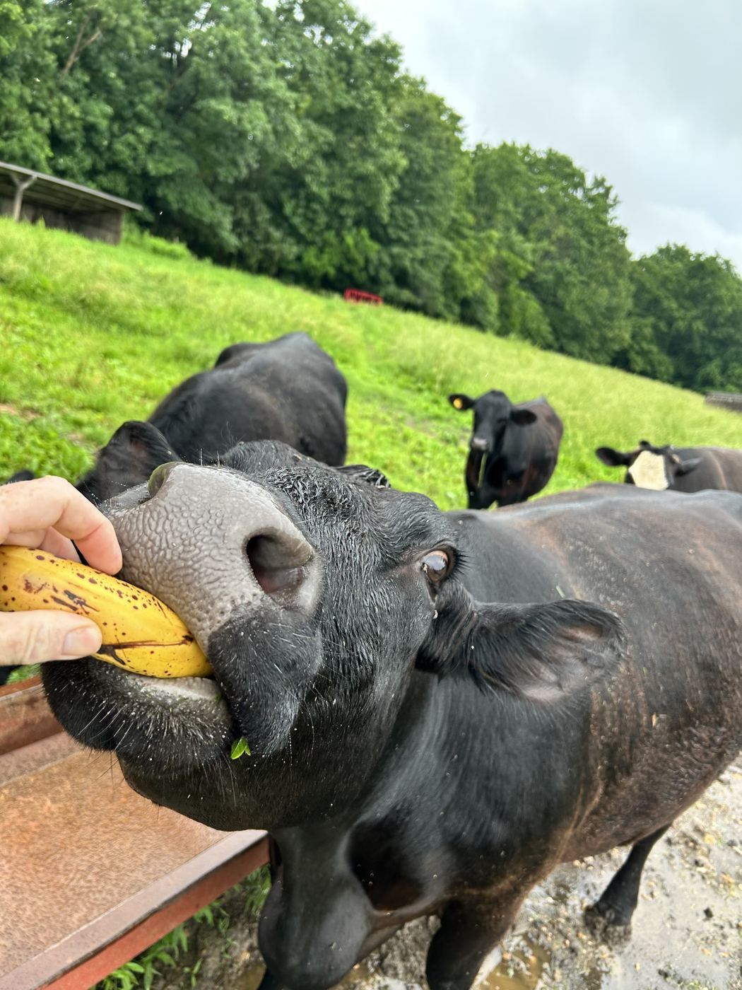 Addy the calf enjoying a banana treat