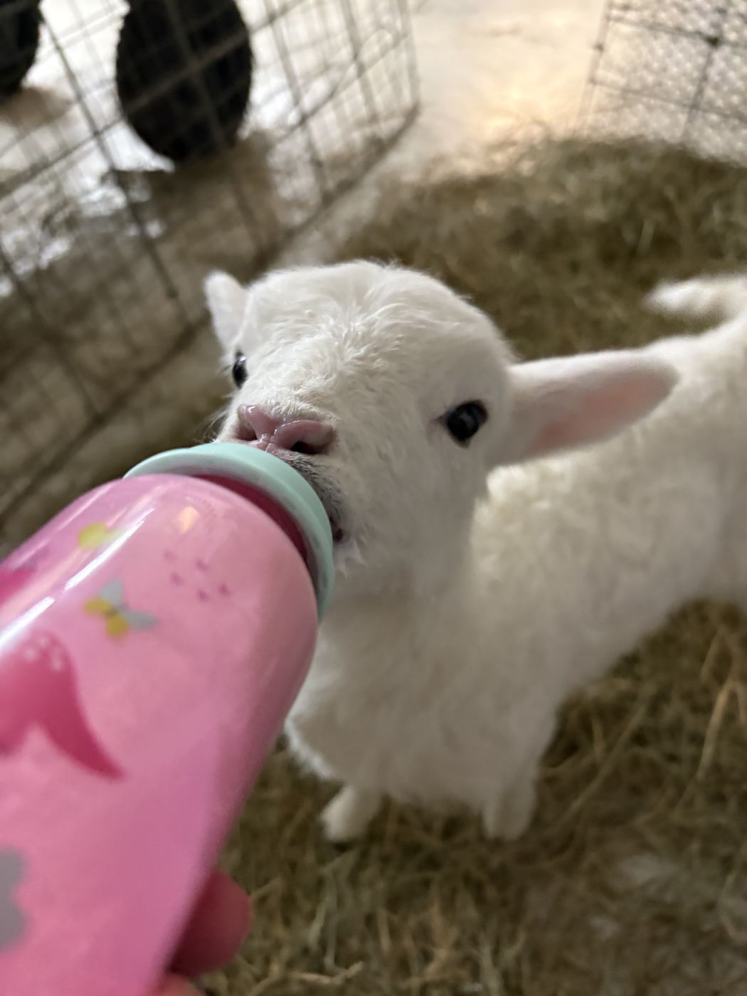 A lamb being bottle-fed at C-Ewe Farmstead