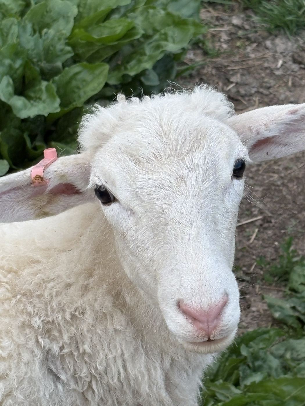 Evie at C-Ewe Farmstead