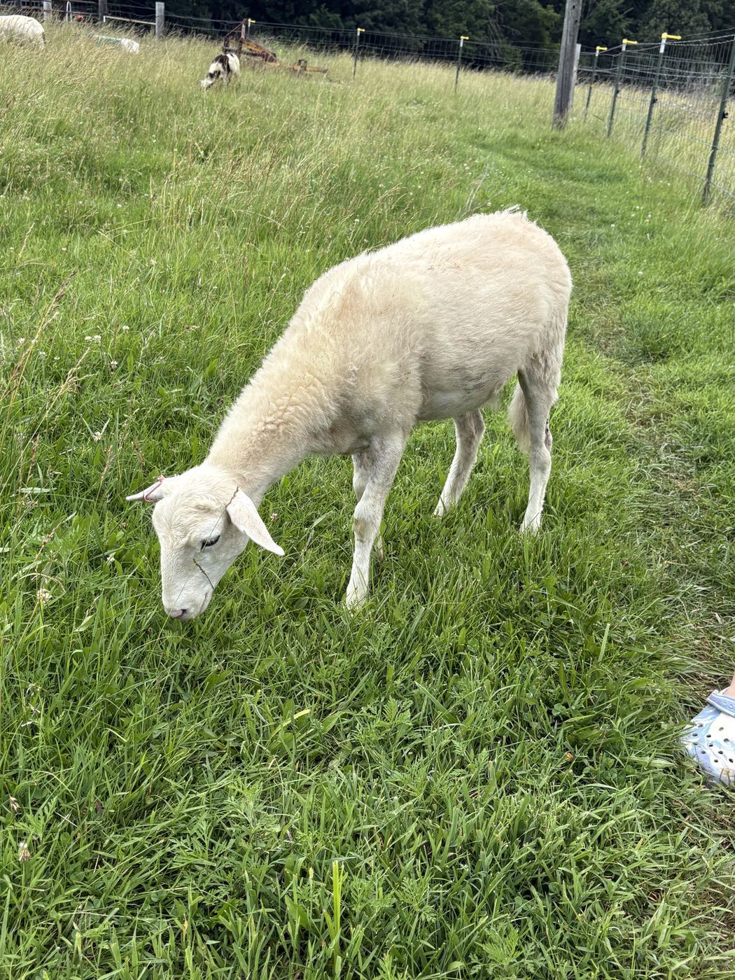 Evie Grazing at C-Ewe Farmstead