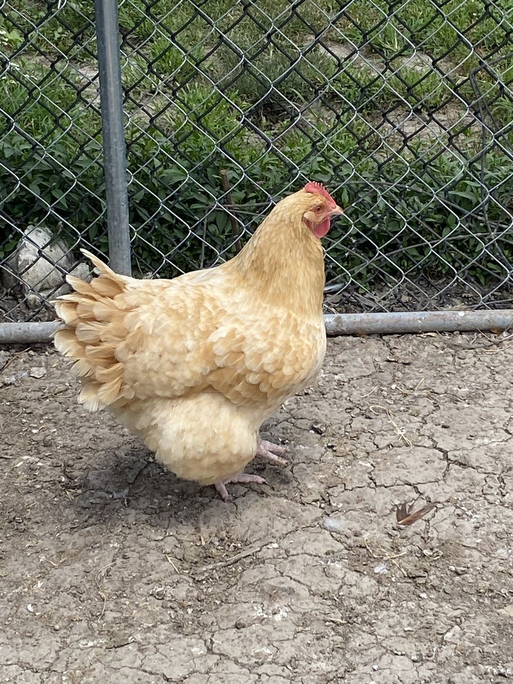 How We Keep Our Chickens Laying All Winter—No Tricks, Just Smart Planning!