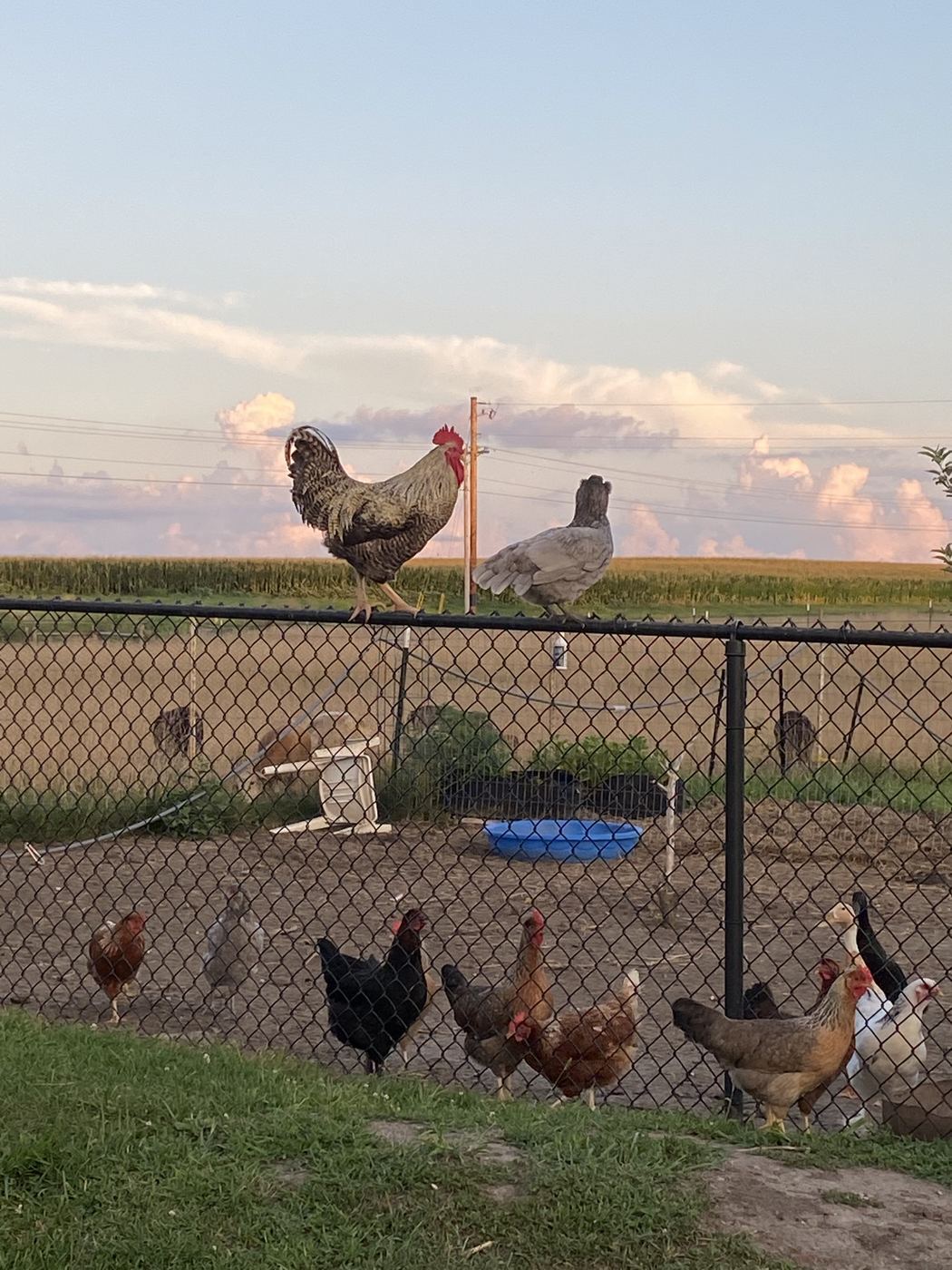Dusk at the Fence at C-Ewe Farmstead