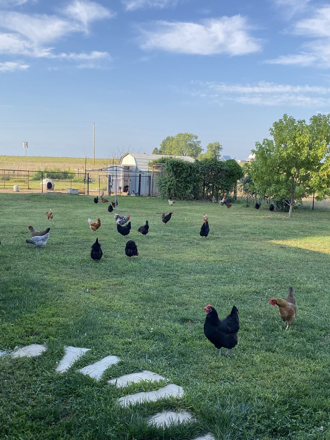 Free-range chickens at C-Ewe Farmstead