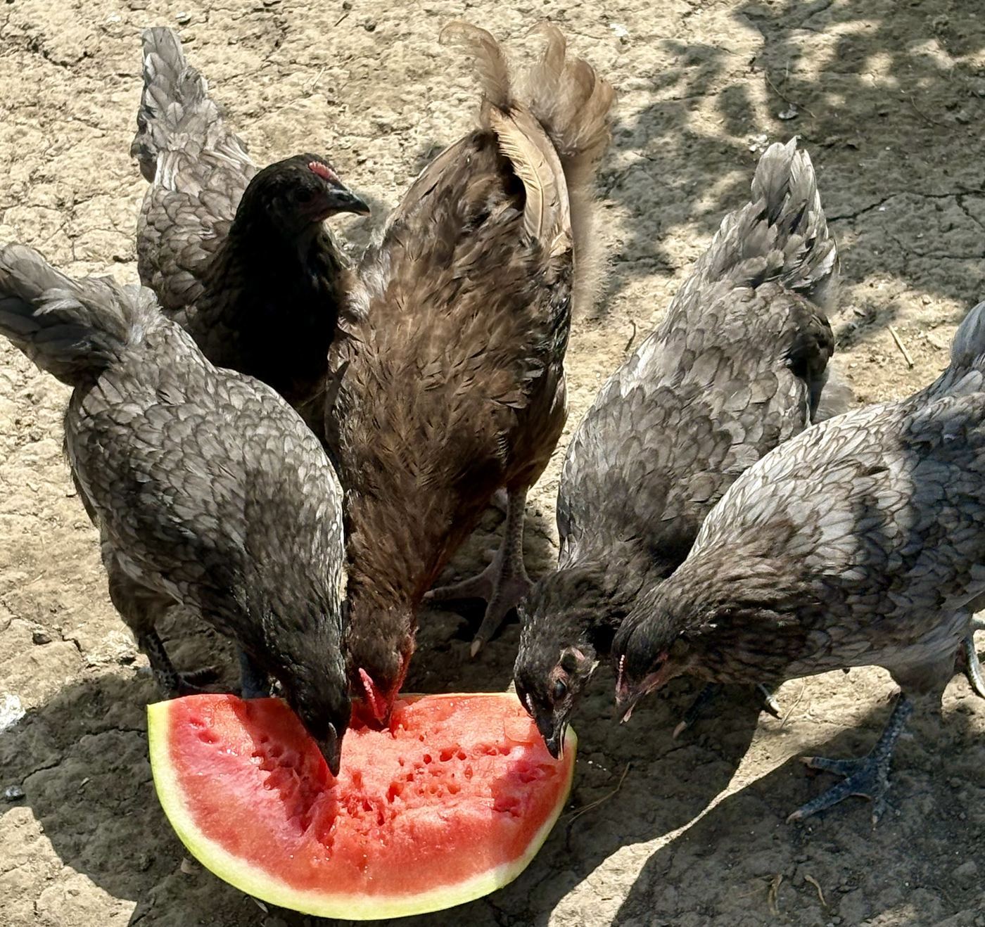 Watermelon! at C-Ewe Farmstead