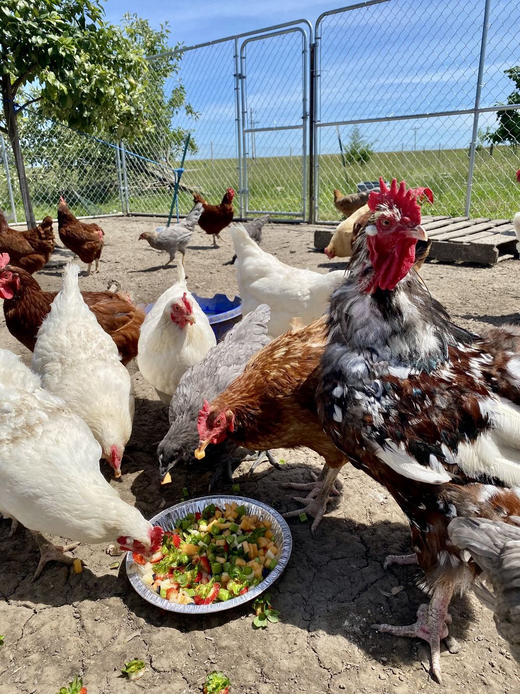 Rooster & Fruit at C-Ewe Farmstead