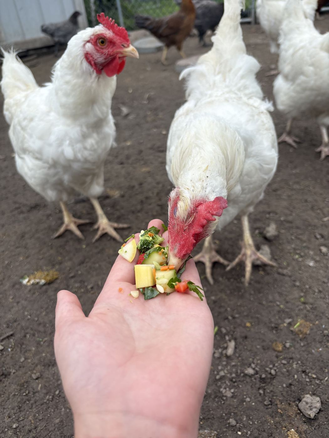 Hand-Fed at C-Ewe Farmstead