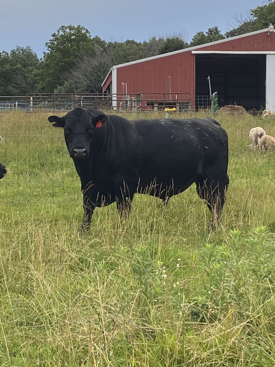 Jonesy the Bull at C-Ewe Farmstead