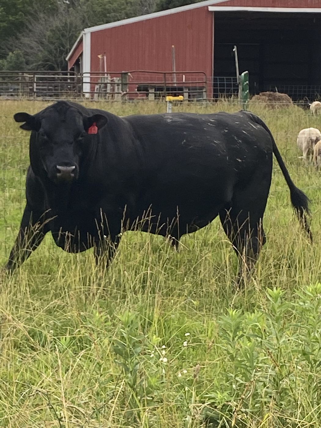 The Heart and Muscle of C-Ewe Farmstead: Meet Ryan, My Husband and Partner
