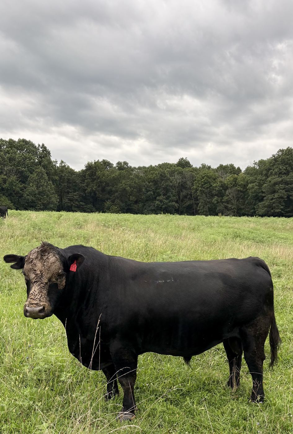 Jonesy, Muddy at C-Ewe Farmstead