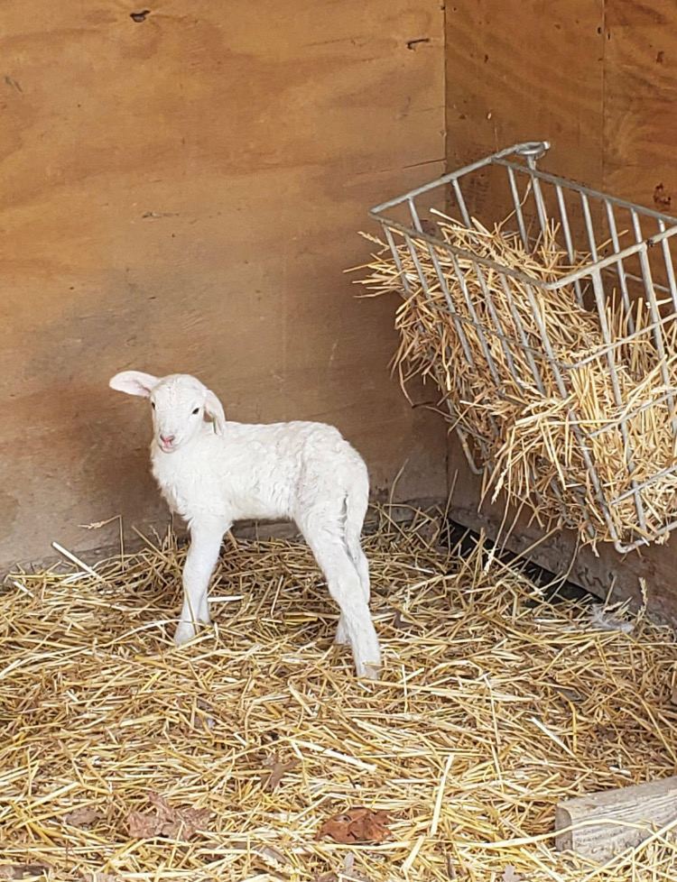 Meet Rolla: The Adorable Matriarch of Our Farm