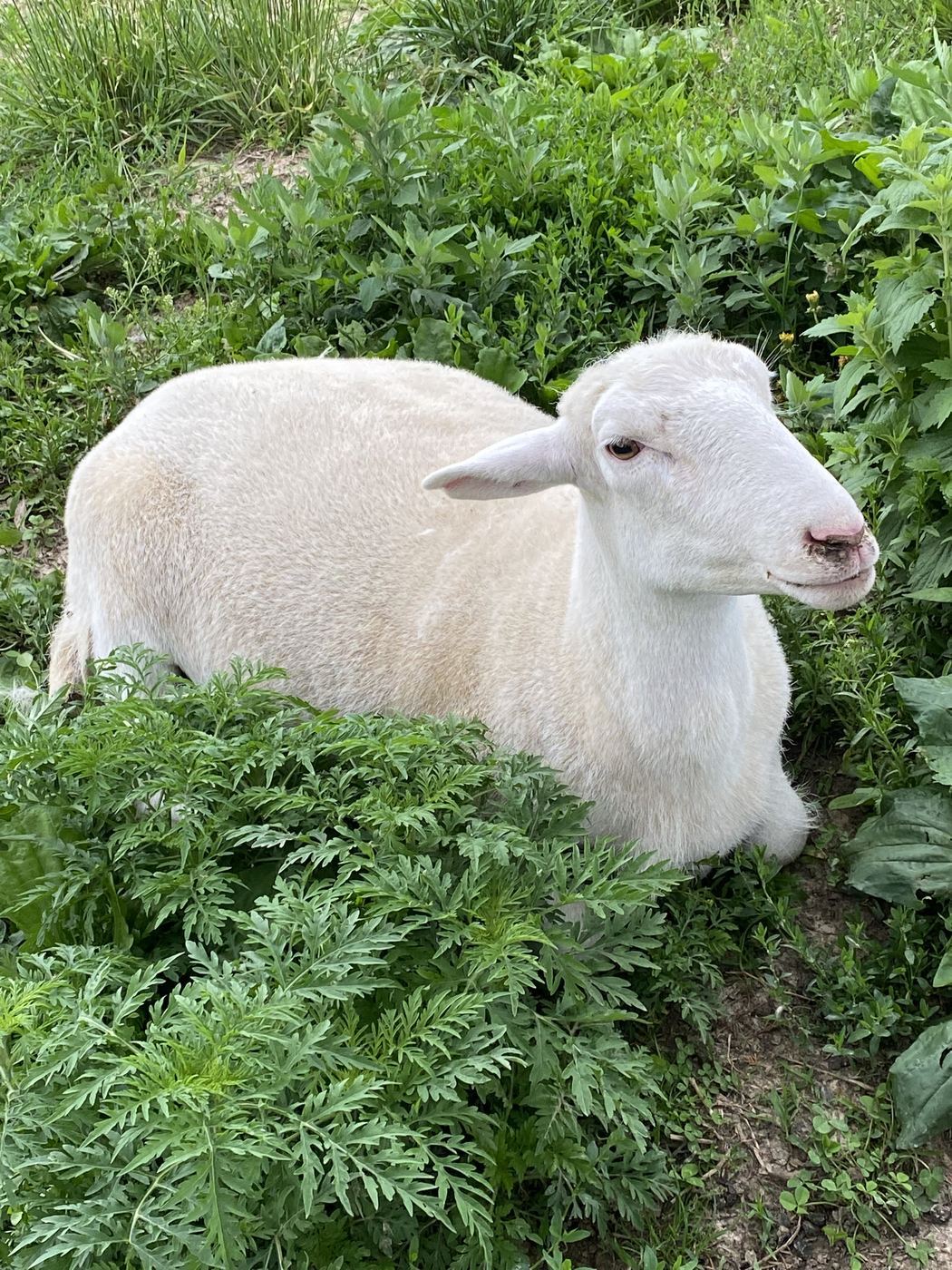 Rolla, All Grown Up at C-Ewe Farmstead
