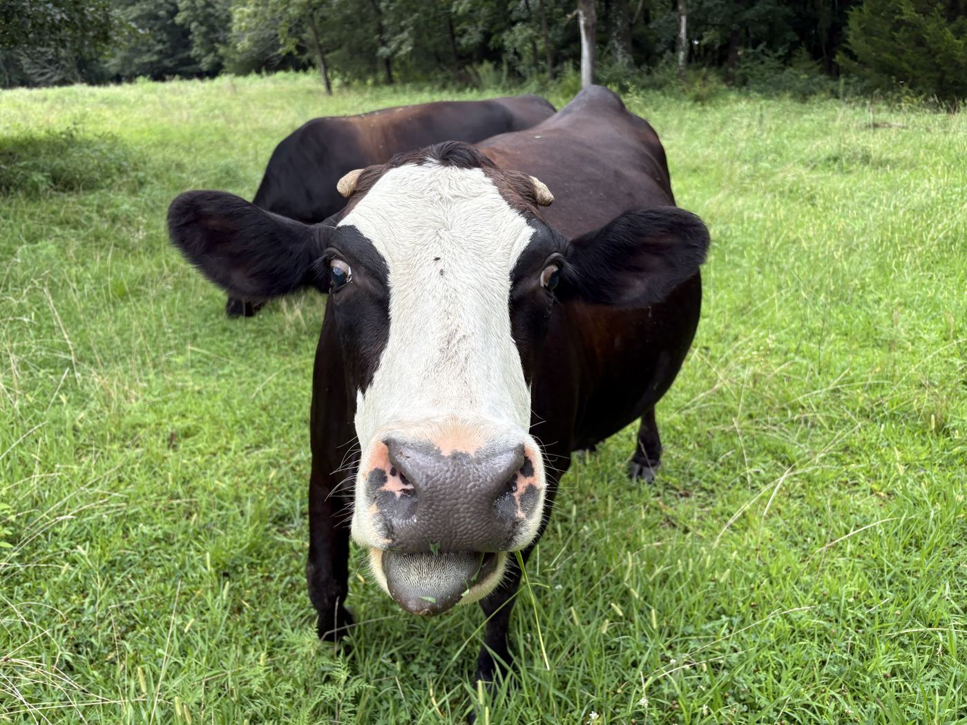 Meet Shadow: Our Sweetest Heifer Turns 1!