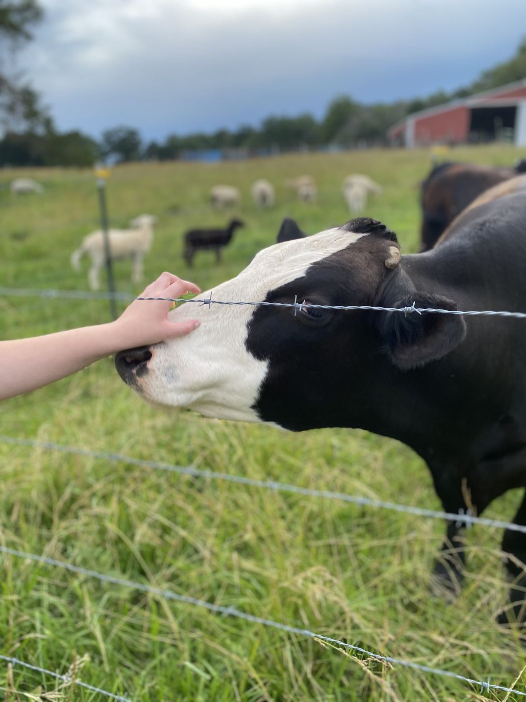 Shadow Scratch at C-Ewe Farmstead