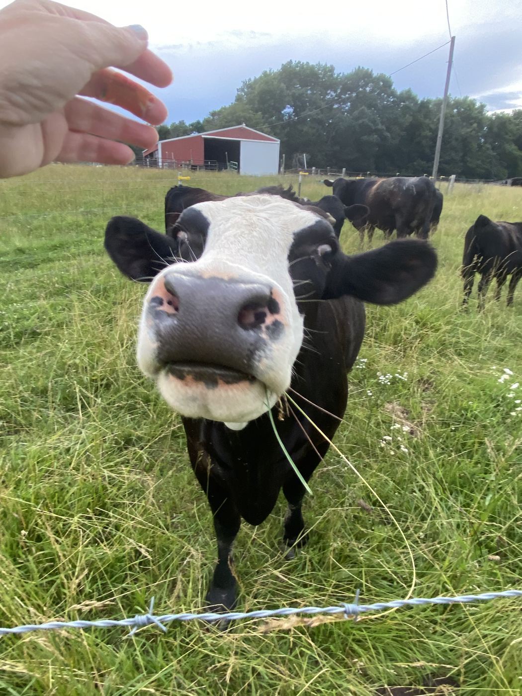 Shadow Greeting at C-Ewe Farmstead