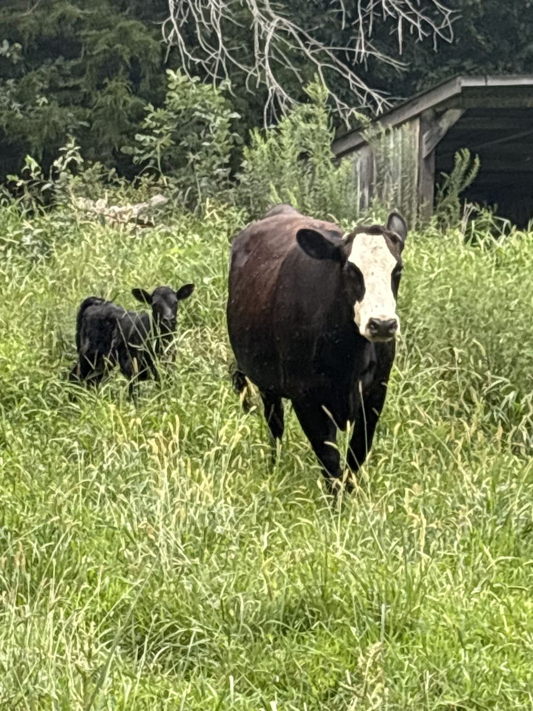 Cattle grazing at C-Ewe Farmstead
